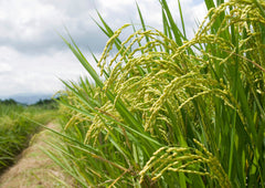 Extracto de salvado de arroz