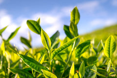 Extracto de té